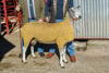 Champion Bluefaced Leicester from Messrs Hewson Burgh Head sold for £450